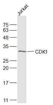 CDK1 Rabbit Polyclonal Antibody