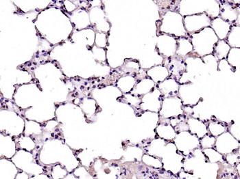 CDK7 Rabbit Polyclonal Antibody