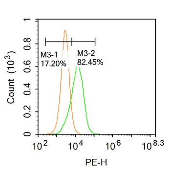 Cdkn1c Rabbit Polyclonal Antibody