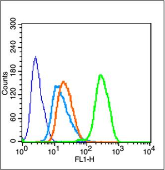 CEBP Beta Rabbit Polyclonal Antibody