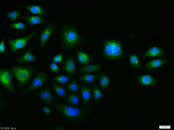 C-fos Rabbit Polyclonal Antibody