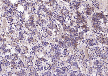 Chromogranin B Rabbit Polyclonal Antibody