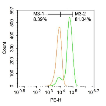 ChAT Rabbit Polyclonal Antibody