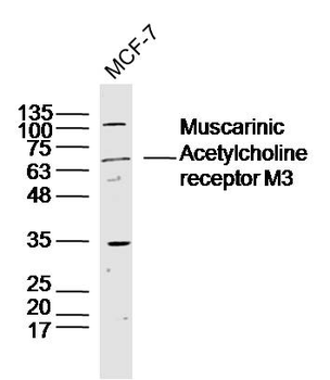 Muscarinic Acetylcholine receptor M3 Rabbit Polyclonal Antibody