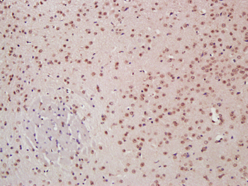 C-jun Rabbit Polyclonal Antibody