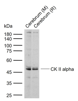CK II alpha Rabbit Polyclonal Antibody