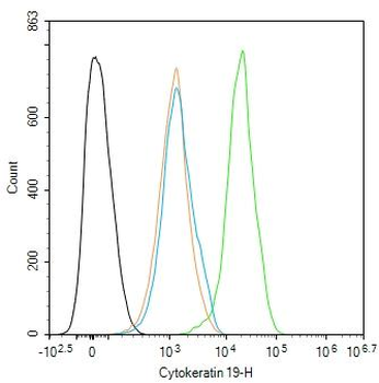 Cytokeratin 19 Rabbit Polyclonal Antibody