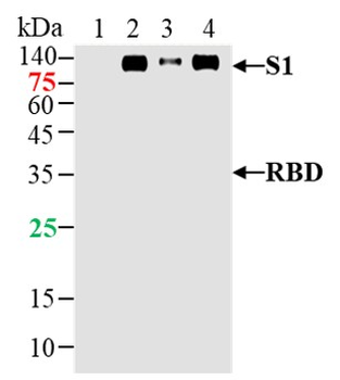SARS-CoV-2 (2019-nCoV) Spike S1 Mouse Monoclonal Antibody