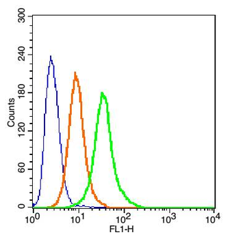 Calnexin Rabbit Polyclonal Antibody