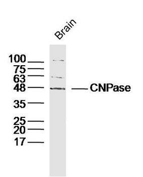 CNPase Rabbit Polyclonal Antibody