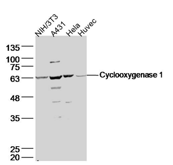 Cyclooxygenase 1 Rabbit Polyclonal Antibody