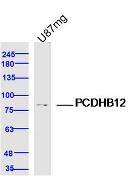 PCDHB12 Rabbit Polyclonal Antibody