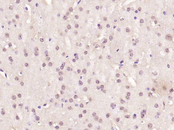 CREB-1 Rabbit Polyclonal Antibody