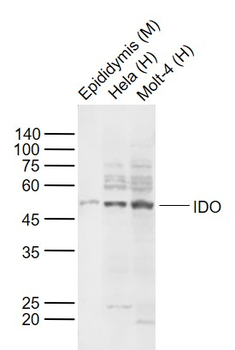 IDO1 Rabbit Polyclonal Antibody