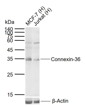 Connexin-36 Rabbit Polyclonal Antibody