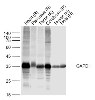GAPDH (Loading Control, animal-free) antibody