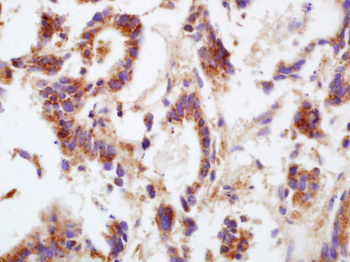 Connexin 43 Rabbit Polyclonal Antibody