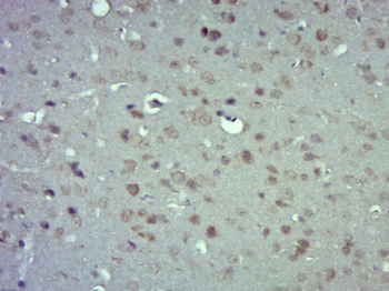 Connexin 43 Rabbit Polyclonal Antibody