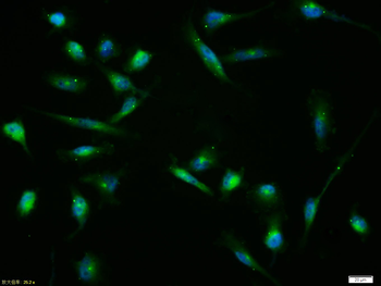 Connexin 43 Rabbit Polyclonal Antibody
