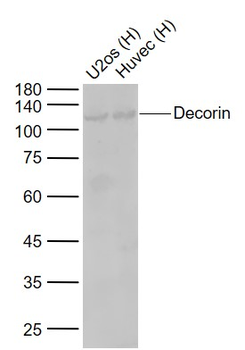 Decorin Rabbit Polyclonal Antibody