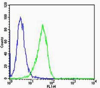 Cyclin B1 Rabbit Polyclonal Antibody