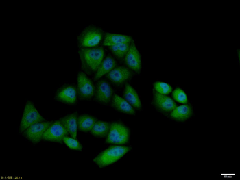 Cyclin B1 Rabbit Polyclonal Antibody