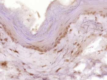 Cyclin B1 Rabbit Polyclonal Antibody