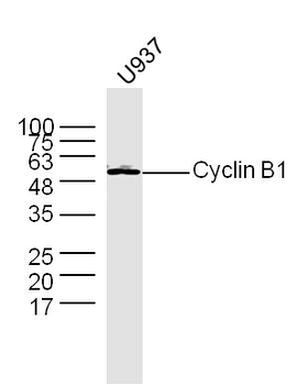 Cyclin B1 Rabbit Polyclonal Antibody
