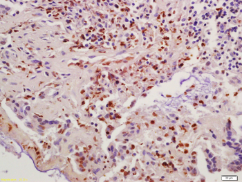 Cyclin B1 Rabbit Polyclonal Antibody