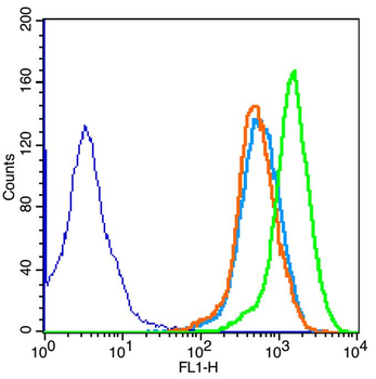 Cyclin D2 Rabbit Polyclonal Antibody
