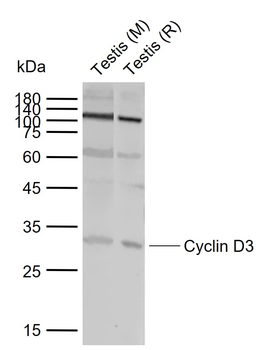 Cyclin D3 Rabbit Polyclonal Antibody