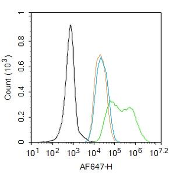 Cyclin E1 Rabbit Polyclonal Antibody