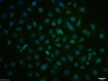 Cyclin G Rabbit Polyclonal Antibody