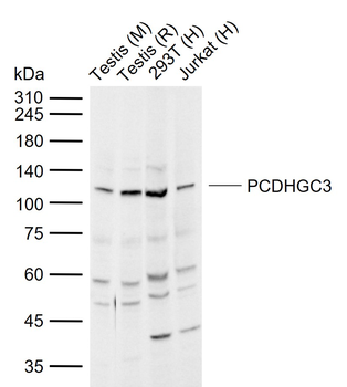 PCDHGC3 Rabbit Polyclonal Antibody