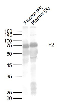 F2 Rabbit Polyclonal Antibody