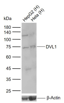 DVL1 Rabbit Polyclonal Antibody
