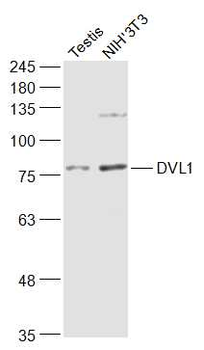 DVL1 Rabbit Polyclonal Antibody