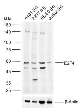 E2F4 Rabbit Polyclonal Antibody