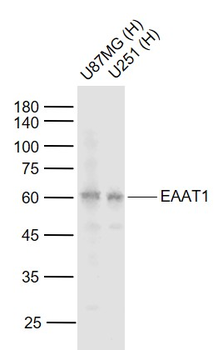 EAAT1 Rabbit Polyclonal Antibody