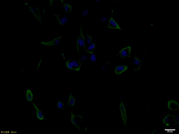 EGF Rabbit Polyclonal Antibody