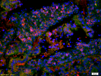 EGF Rabbit Polyclonal Antibody