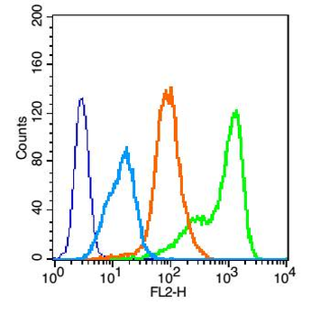 EGFR Rabbit Polyclonal Antibody