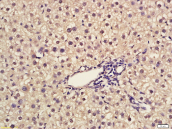 Egr1 Rabbit Polyclonal Antibody