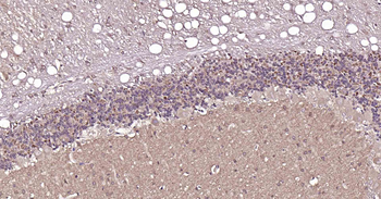 VGLUT1/BNP1 Rabbit Polyclonal Antibody