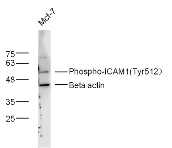 Phospho-ICAM1 (Tyr512) Rabbit Polyclonal Antibody