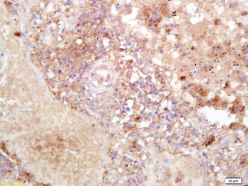 EphA4 R Rabbit Polyclonal Antibody