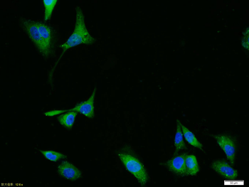 Phospho-ERK1 + 2 (Thr183/Tyr185) Rabbit Polyclonal Antibody