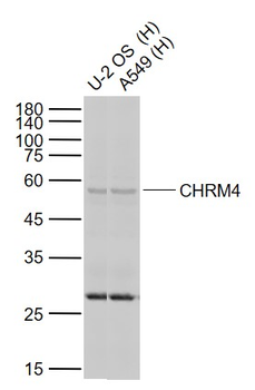 CHRM4 Rabbit Polyclonal Antibody