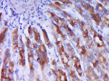 Phospho-IRS1 (Ser1101) Rabbit Polyclonal Antibody