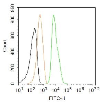Phospho-Histone H3 (Ser10) Rabbit Polyclonal Antibody